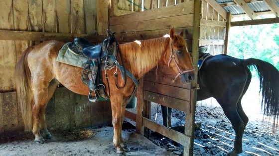 horseback riding hocking hills