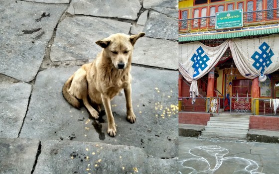 tawang monastery