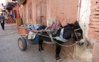 2 week morocco itinerary