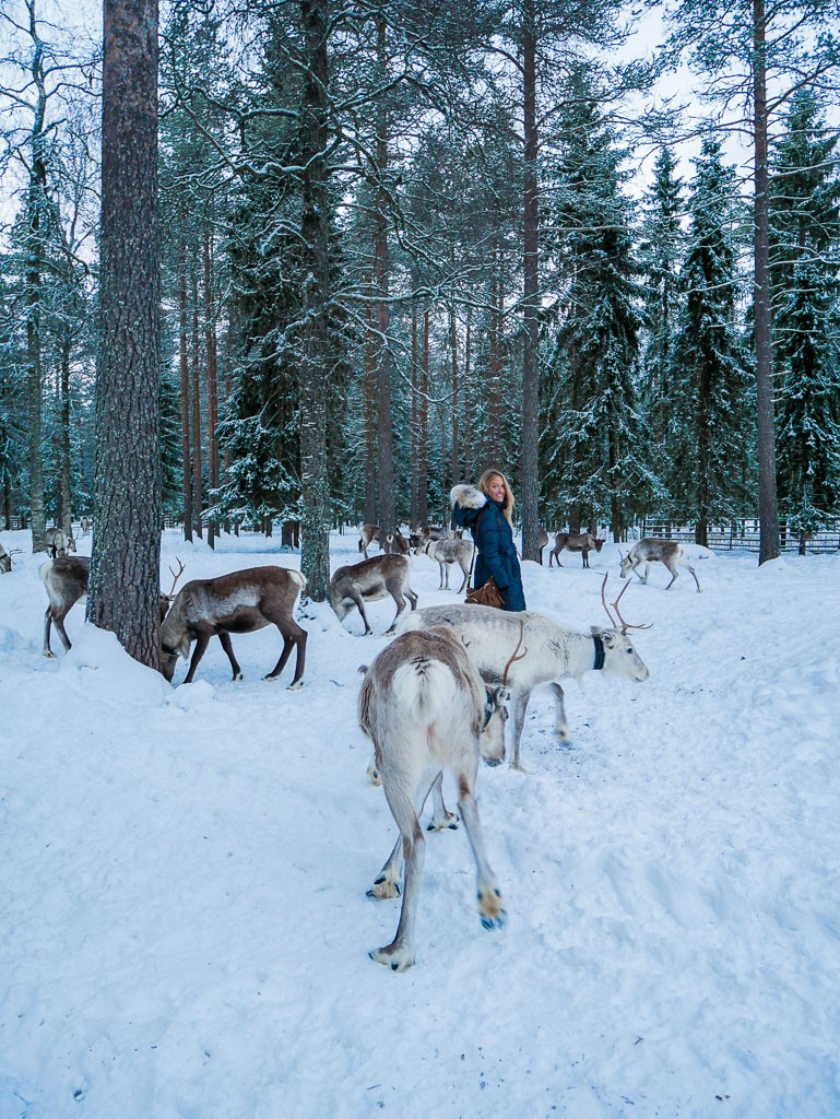 Visit a Reindeer Farm in Finland