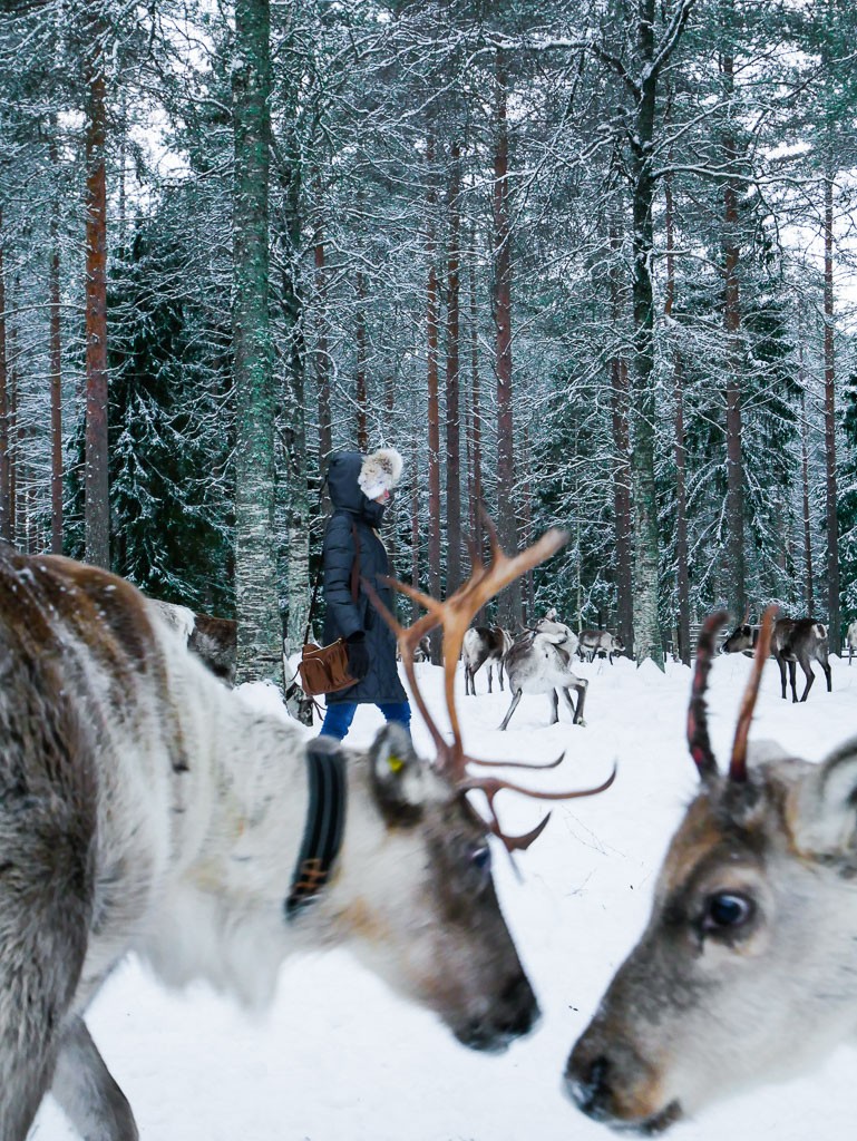 Visit a Reindeer Farm in Finland