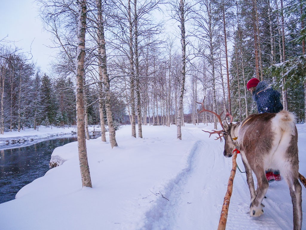 Visit a Reindeer Farm in Finland