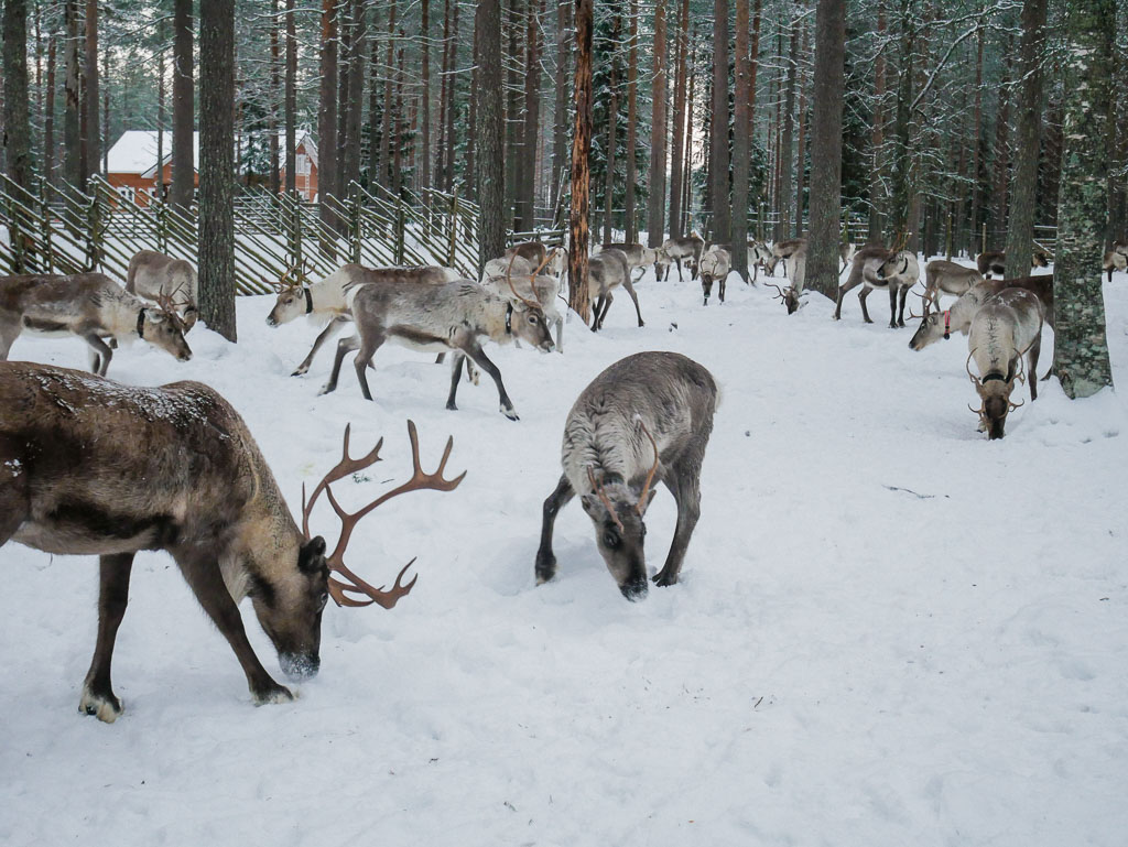 Visit a Reindeer Farm in Finland