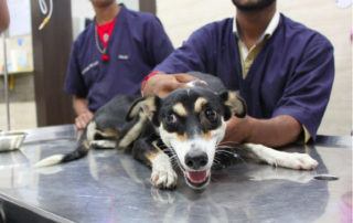 How to Take a Pet from India to Europe (Step by Step Agra to the Netherlands)