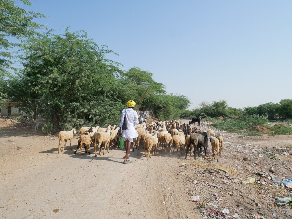 Rajasthan tour packages bishnoi village tribal tour