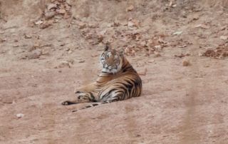 samode safari lodge review