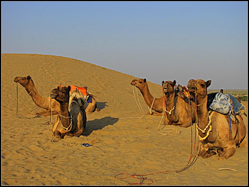 jaisalmer camel safari tips