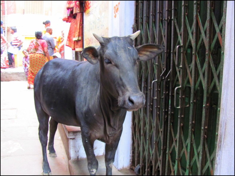 funny cows in india