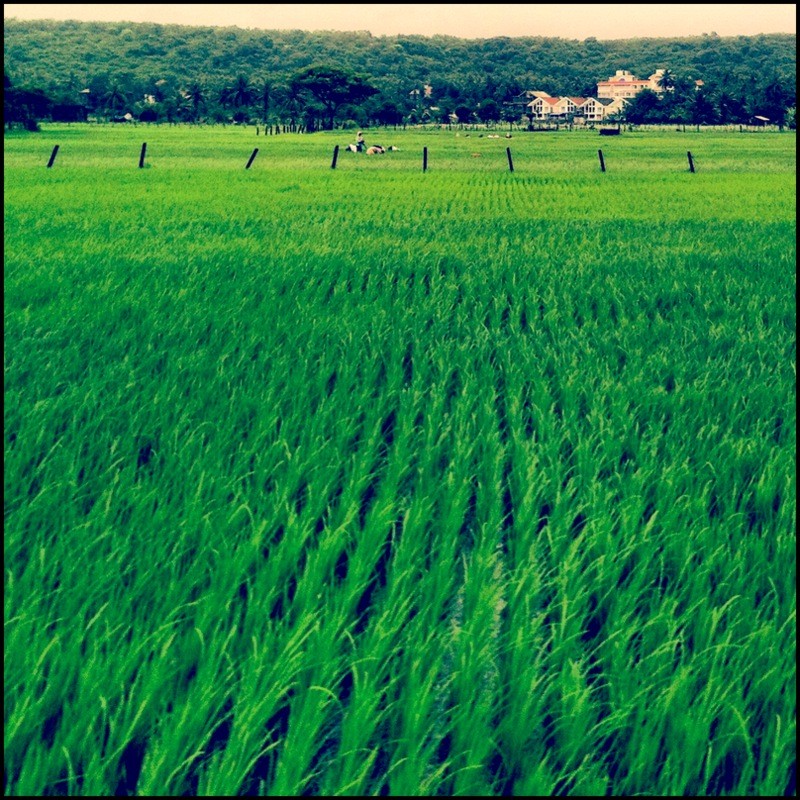 goa monsoon