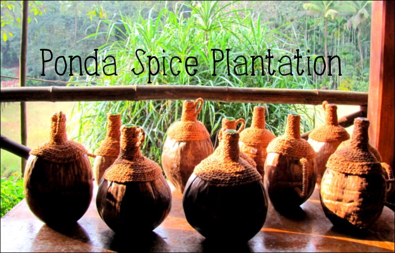 tropical spice plantation goa