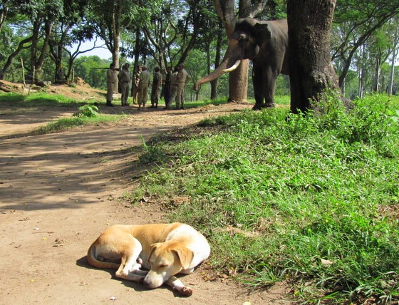 bathing elephants in india