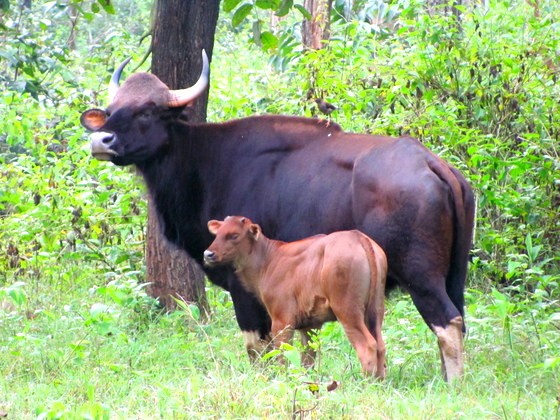 kabini river jungle lodge