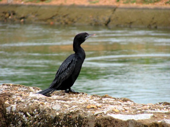 sloth bear resort near hampi