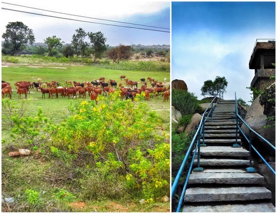 sloth bear resort near hampi