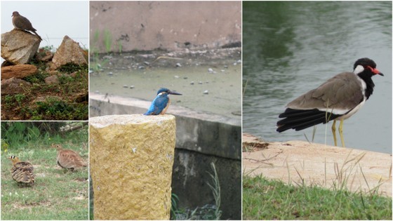 sloth bear resort near hampi