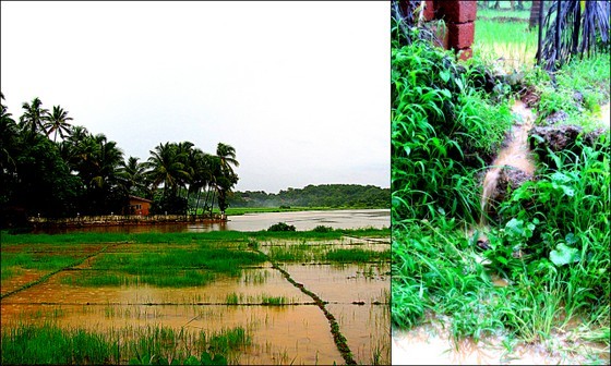 olaulim backyards the other side of goa